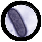 Black Death (Yersinia pestis) - GIANTmicrobes® Plush Toy  - LabRatGifts - 3