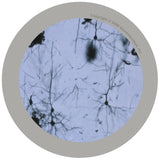 Brain Cell (Neuron) - GIANTmicrobes® GIGANTIC Plush Toy  - LabRatGifts - 3