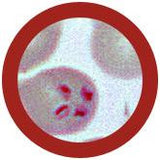 Babesia (Babesia microti) - GIANTmicrobes® Plush Toy  - LabRatGifts - 3