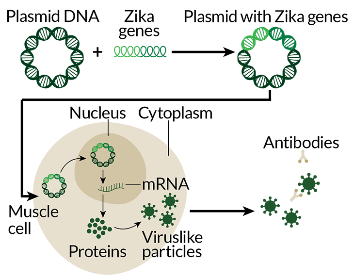 DNA may offer rapid road to Zika vaccine!