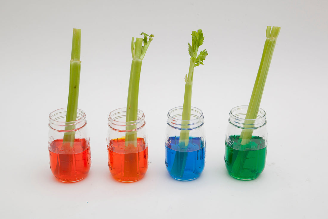 Science Experiments for Kids – Colorful Celery