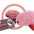 Image for BRAIN ORGAN