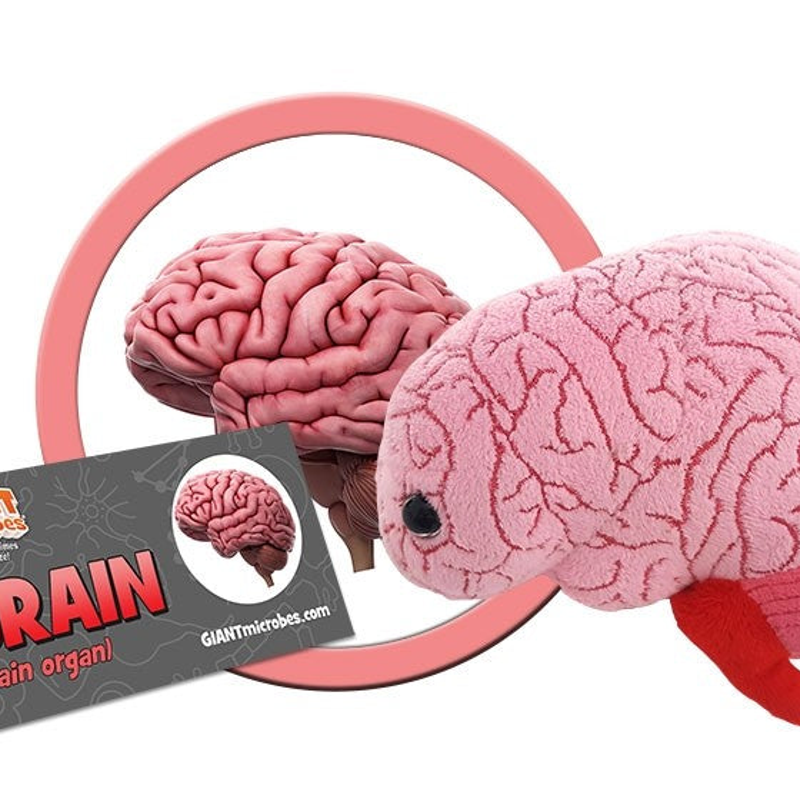 Image for BRAIN ORGAN