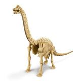 "Dig A Dinosaur Skeleton: Brachiosaurus" - Science Kit  - LabRatGifts - 3