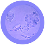 Giardia (Giardia lamblia) - GIANTmicrobes® Plush Toy  - LabRatGifts - 2