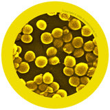 MRSA (Multiple-Resistant Staphylococcus Aureus) - GIANTmicrobes® Plush Toy  - LabRatGifts - 3