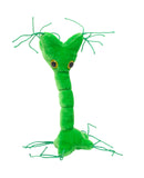 Nerve Cell (Neuron) - GIANTmicrobes® Plush Toy  - LabRatGifts - 2