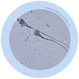 Sperm Cell (Spermatozoon) - GIANTmicrobes® Plush Toy  - LabRatGifts - 3