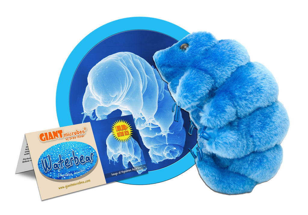 Water Bear (Hypsibius Dujardini) - GIANTmicrobes® Plush Toy Default Title - LabRatGifts - 1