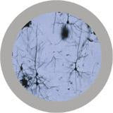 Brain Cell (Neuron) XL Size - GIANTmicrobes® Plush Toy  - LabRatGifts - 3