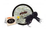 Black Ant (Lasius Niger) - GIANTmicrobes® Plush Doll  - LabRatGifts - 1