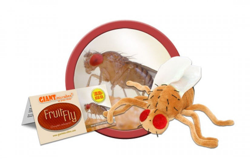 Fruit Fly (Drosophila melanogaster) - GIANTmicrobes® Plush Toy  - LabRatGifts - 1