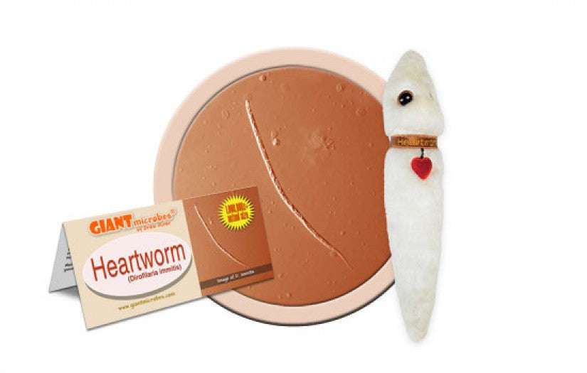 Heartworm (Dirofilaria immitis) - GIANTmicrobes® Plush Toy  - LabRatGifts - 1