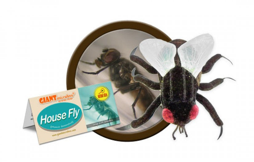 House Fly (Musca domestica) - GIANTmicrobes® Plush Toy  - LabRatGifts - 1