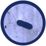 Listeria (Listeria monocytogenes) - GIANTmicrobes® Plush Toy  - LabRatGifts - 3