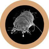 Mange (Sarcoptes scabei) - GIANTmicrobes® Plush Toy  - LabRatGifts - 3