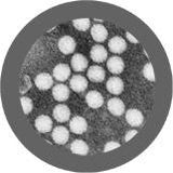 Polio (Poliovirus) - GIANTmicrobes® Plush Toy  - LabRatGifts - 3