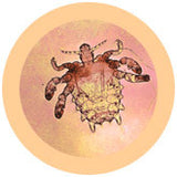 Crab Louse (Pthirus pubis) - GIANTmicrobes® Plush Toy  - LabRatGifts - 3