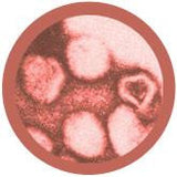 Rubella (Rubella Virus) - GIANTmicrobes® Plush Toy  - LabRatGifts - 3