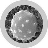 White Blood Cell (Leukocyte) XL Size - GIANTmicrobes® Plush Toy  - LabRatGifts - 2